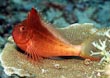 Lyretail Hawkfish